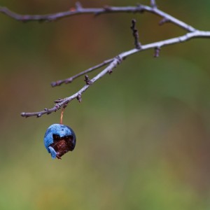 Дегустационный